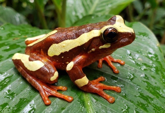 Clown Tree Frog